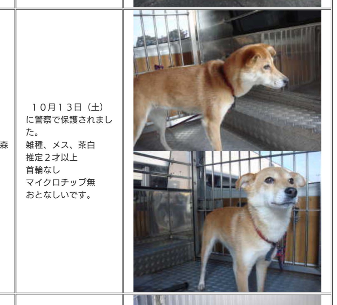 25 ++ 山形 保健所 犬 148965保健所 犬 引き取り 山形 Kabeirasuto7zhws50t