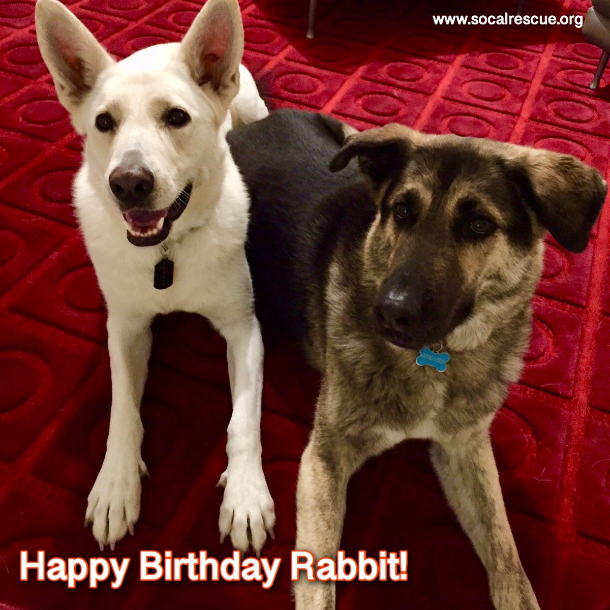 Happy Birthday Rabbit! We heard from your mommy that it was an amazing day and that BACON was even involved! Yummy yummy! Happy 3rd Birthday!
#scgsr #socalrescues