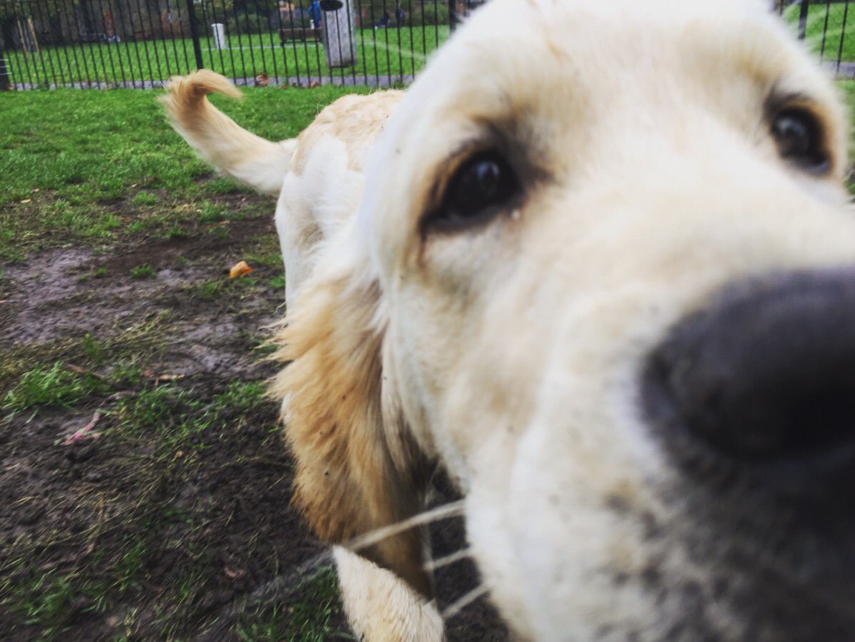 archieagnesLDN's tweet photo. When you can smell #Friday coming. 
#dogsofinstagram #puppylove #ThursdayThoughts #doglovers https://t.co/qbuQ1HAiiy