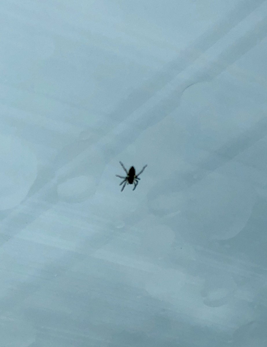 PaulaChickp's tweet photo. When you’re driving on the highway in torrential rain and an unexpected passenger crawls across your sight line, INSIDE THE CAR! What’s worse you ask? When you then lose sight of it! #hebejebes https://t.co/LOO9OxjJxs