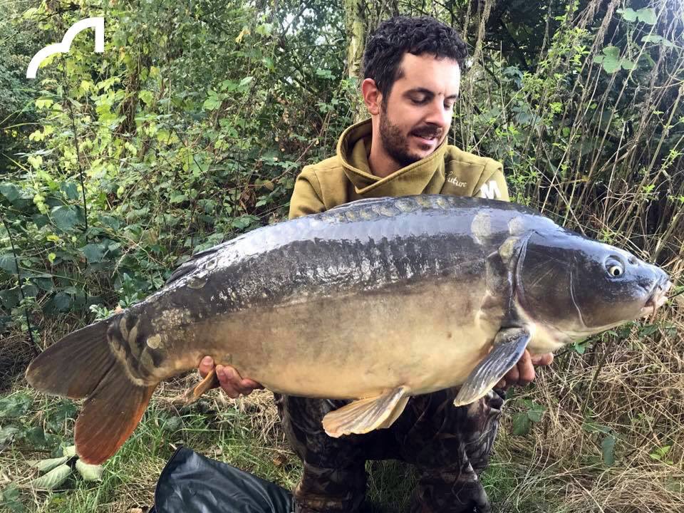 Spotted Fin tweet media