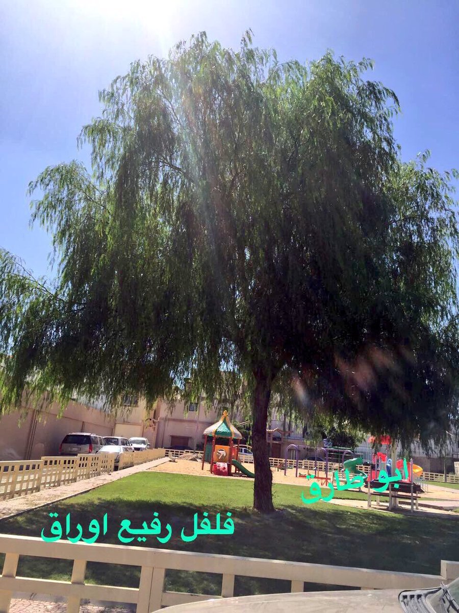 karemhamd92's tweet photo. أفضل أشجار الظل التي لا تضر المنازل ولا تسبب حساسية 🌳

١- لبخ
٢- فلفل بنوعيه عريض أو رفيع الأوراق
٣- بونيسيانا
٤- جاكرندا

ساهم بنشرها 🔁 https://t.co/dkYKjqVWjt