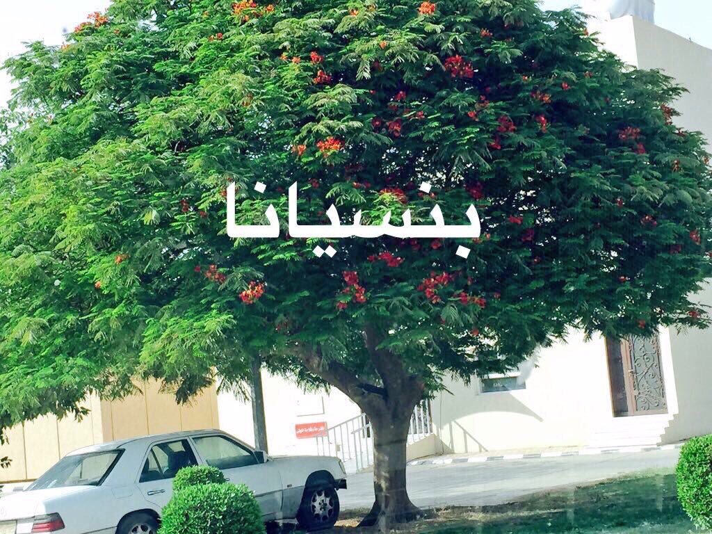 karemhamd92's tweet photo. أفضل أشجار الظل التي لا تضر المنازل ولا تسبب حساسية 🌳

١- لبخ
٢- فلفل بنوعيه عريض أو رفيع الأوراق
٣- بونيسيانا
٤- جاكرندا

ساهم بنشرها 🔁 https://t.co/dkYKjqVWjt