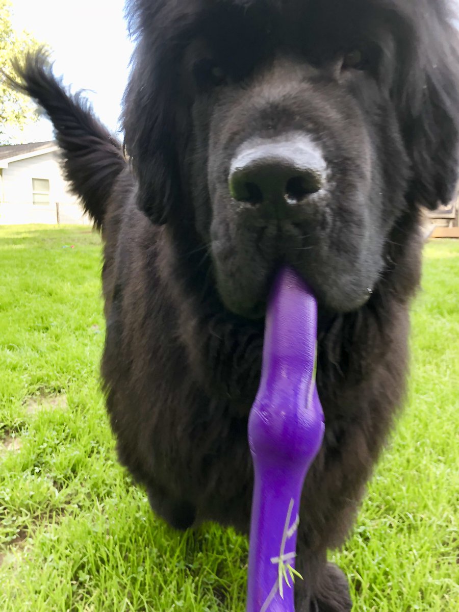 yellowlablover's tweet photo. A #newf and his toy #Newfie #Newfi #newfy #newfoundland #dog #gentlegiant #toy @westpawUS #zwig #maryland https://t.co/O93W9GTrT3