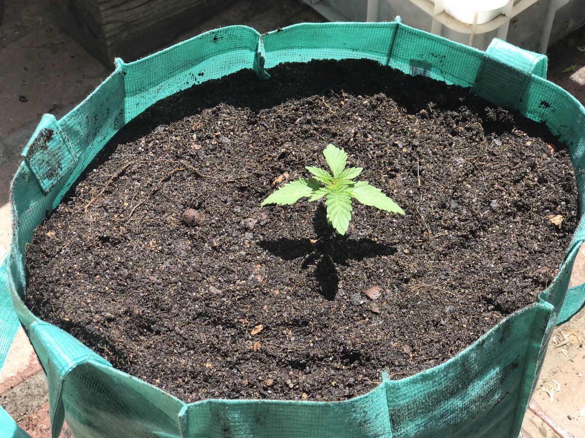 WitnessIAm2's tweet photo. Day 19 cont... “Potting” day. As you can see I choose Woolies shopping bags instead of round plastic pots. #AirPruning Cheaper and better yield than traditional. Here’s how I do it for growing on a townhouse balcony (typical urban living) https://t.co/p5O6sfY9b0
