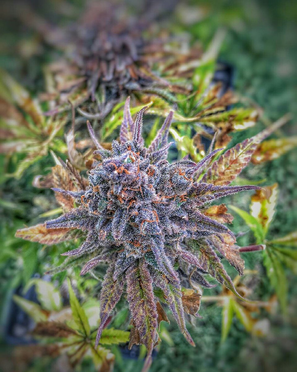 sweetseeds_es's tweet photo. 🍂Te conquistará su hermoso color
🍃Te seducirá su dulce olor
🙌Te atrapará su increíble sabor
😍Y te engancharás a sus grandes y compactos cogollacos
🍀Así es ella... Red Posion Auto® (SWS39) 🔗 https://t.co/Bm5xTyxMbx
📸@Chileweed
#SweetSeeds #redpoisonauto https://t.co/KckFawp6vX