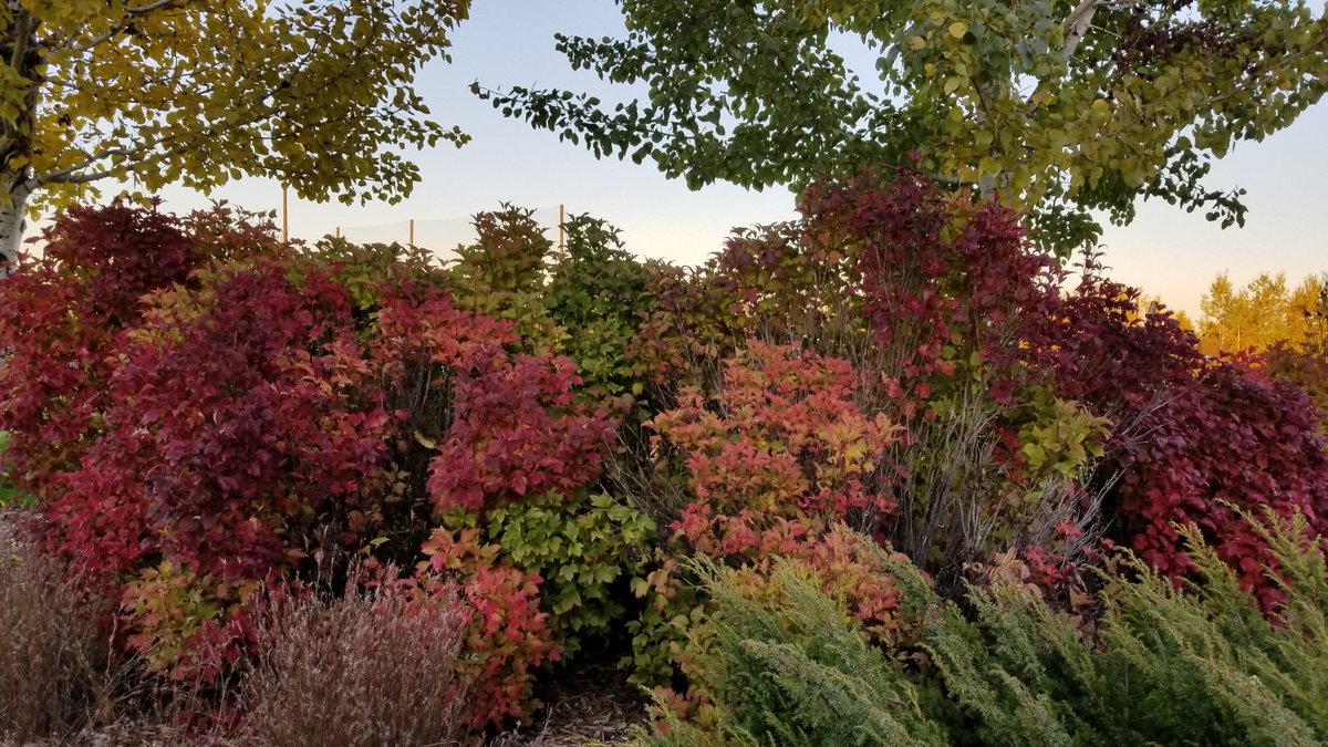 rkcountrygirl's tweet image. Couldn't help but get a shot of this. So pretty. #OnlyinMinnesota