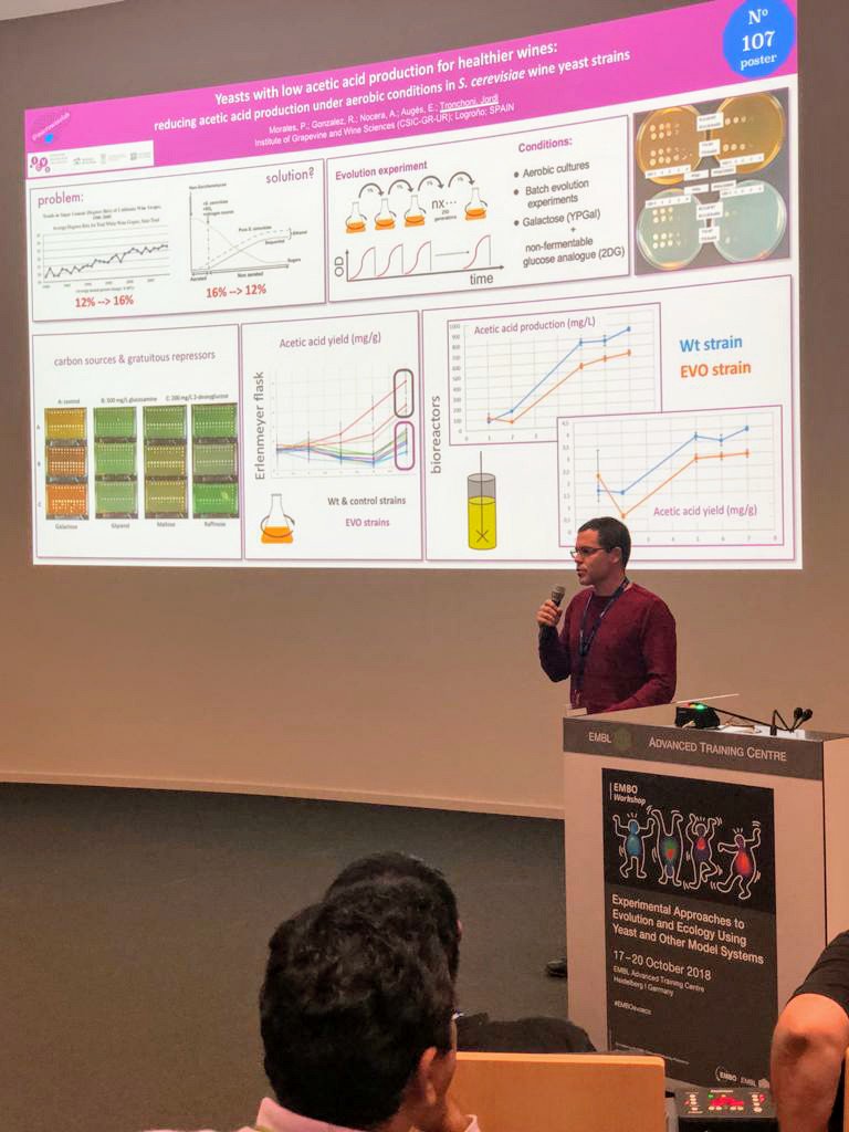 tronchoni's tweet photo. Here we are in the #EMBOevoeco #Heidelberg #EMBL come to visit me at poster 107 to discuss about lowering alcohol content in wine using yeast evolution tools! #ComFuturo researcher @FGCSIC @icvv_rioja https://t.co/lMDNyWay7Z