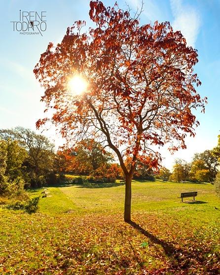One of my favourite places in Brighton #queensparkbrighton #autumnvibes #falltime #autumnmood #redtree #autumncolors
