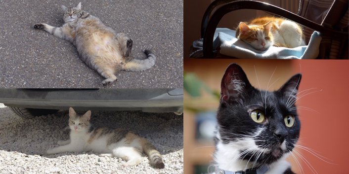 Robert Koch Institut على تويتر Epidbull 42 18 Mit Rki Ratgeber Toxoplasmose Der Parasit Wird Durch Ungenugend Gegartes Kontaminiertes Fleisch Bei Gartenarbeit O Beim Umgang M Infizierten Katzen Ubertragen Die Erstmalige Infektion In Der