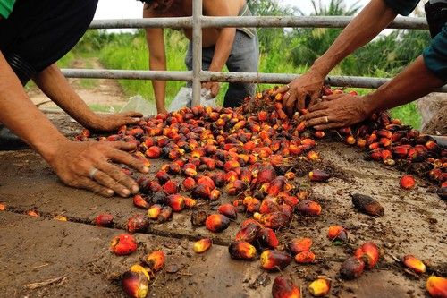 CircularEcology's tweet photo. Major brands break ties with Indonesian palm oil giant https://t.co/7718F2mmHz https://t.co/cj7PJ0Kuzz
