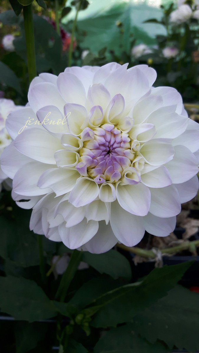 jenkonl's tweet photo. ดอกไม้สวยๆๆ https://t.co/TD7Qh2mjhA