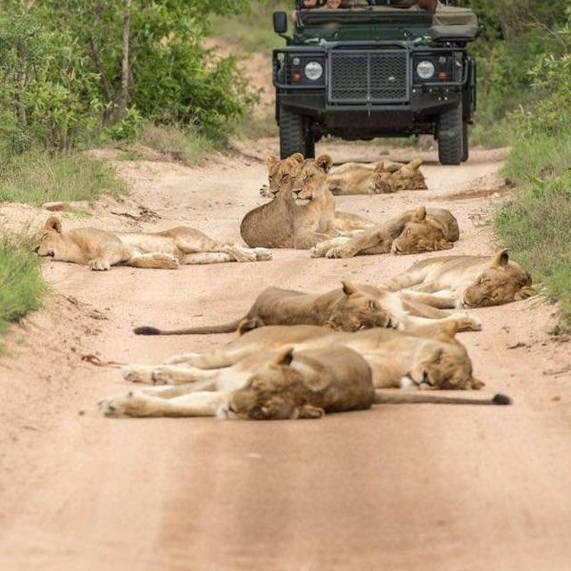 UncleDuke1969's tweet photo. me: they’re just-
wife: don’t say it
me: ...
wife: I mean it
me: ...
wife: ...
me: lion there https://t.co/iBAZIuXUGG