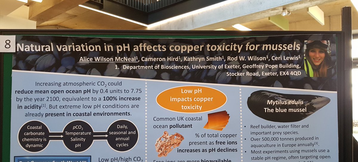 MarineBioAlice's tweet image. My poster is up at #CLEScon! Come and read about why we might be underestimating the effects of copper in the environment #Exetermarine