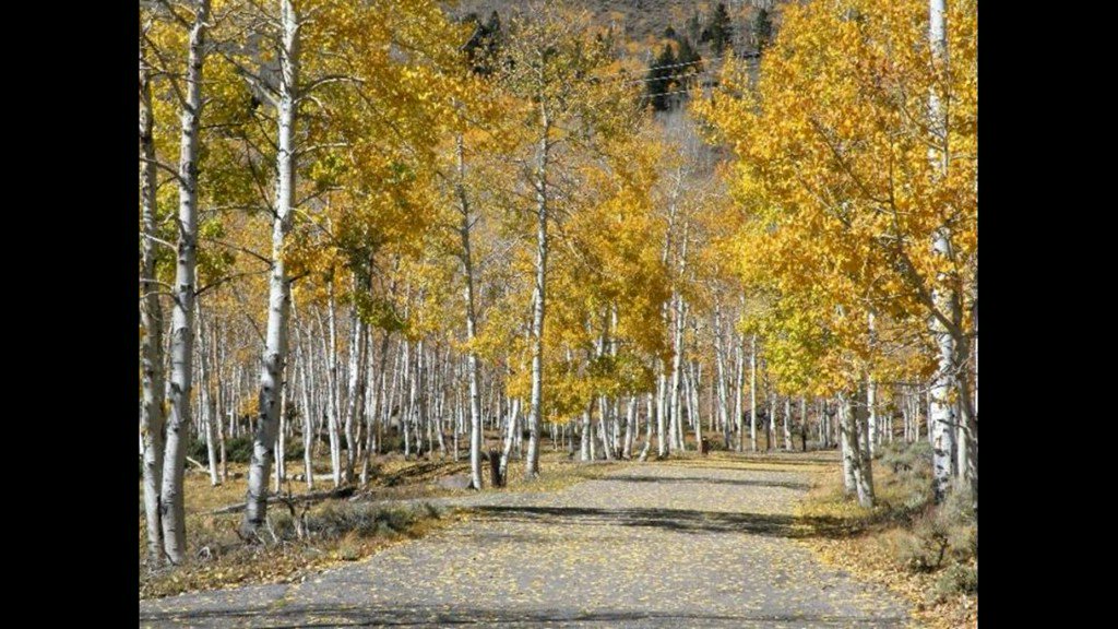 Pando, the world's largest organism is dying, study suggests on.11alive.com/2OtPhjz https://t.co/s900CXA54i