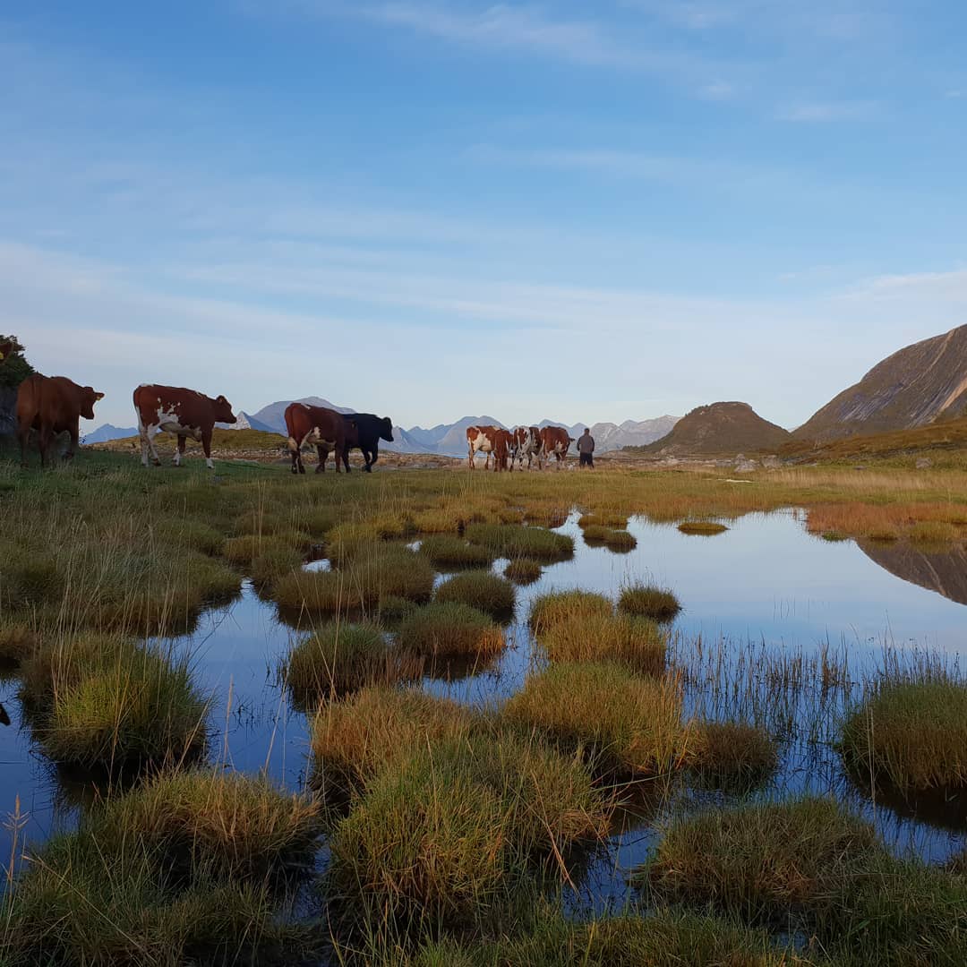 NorwegianRed's tweet photo. It's getting colder and it's time to go home🐮❤️
#norwegianred
📸@steinveiengard
•
•
•
•
#instacows #dairyfarming #cattle #cows_ https://t.co/ZNTlxQkfNN