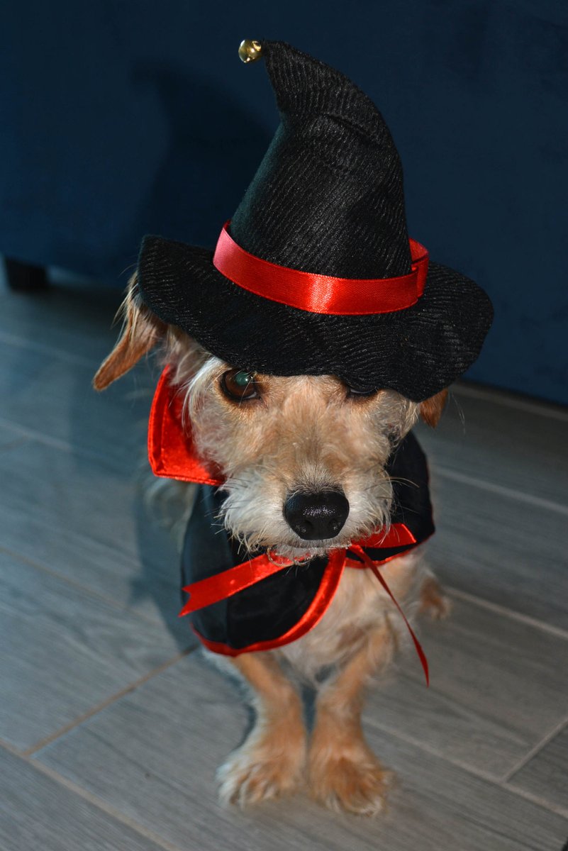PostcardsFrDogs's tweet photo. #Halloween Hound https://t.co/D5B7DZyLSG #rescuedogs #dogsoftwitter #greetings #etsy #etsymntt #etsysuccess #etsytribe #shopsmall #etsyshop #bestofetsy #dogs #pets #etsychaching #ecofriendly #FloridaDogLover https://t.co/L63RBKTNPi