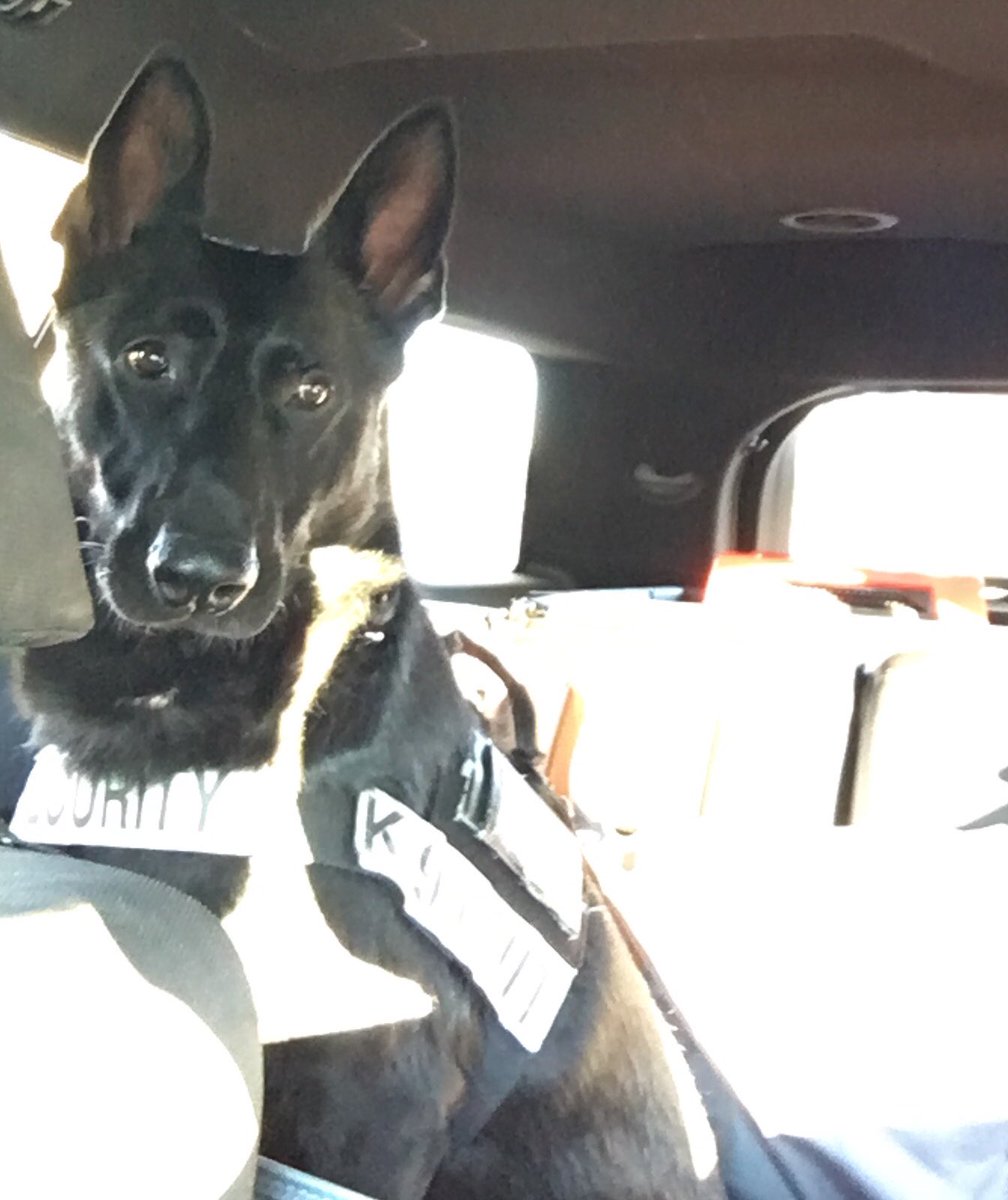 K9Shiloh's tweet photo. Enjoying the day shift sun! ☀️🐕#K9 #k9unit #dayshift https://t.co/qss5ozoRCJ