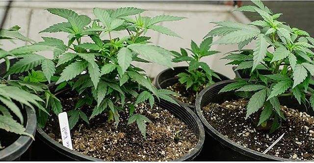 WeedRepublic_'s tweet photo. Growing tips for Silver Haze are essential. Find them here at #WeedRepublic #SilverHaze

#weed #cannabis #marijuana #cannabiscommunity #kush #ganja #weedstagram #maryjane #cannabisculture #cbd #highsociety #sativa #hightimes #indica #joint #dabs #highlif… https://t.co/Pq8cjjb9v6 https://t.co/sCE1OHQkDC