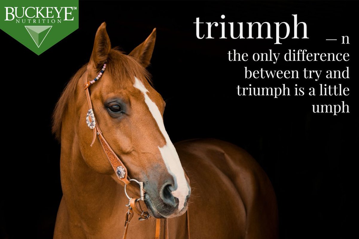 stoltzfusfeed's tweet photo. The only difference between try and triump is a little "umph". #triumph #equinedefined #buckeyenutrition https://t.co/1DA0wIhcjX https://t.co/VYAMWVTYLB