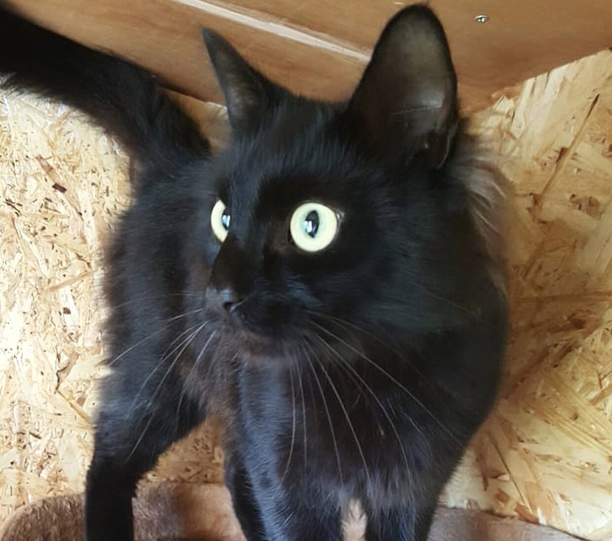 PawfectMatchUK's tweet photo. Looking for a young, well mannered and loving cat? Look no further!! This handsome man is Dave 😻

Fine with children, dogs and other cats, he’s also vaccinated, chipped and neutered. Perfect right?! 

See Dave’s adoption info in our Pawfect Match app 📲 https://t.co/vUEFTNBAjh https://t.co/OalcCurFPD