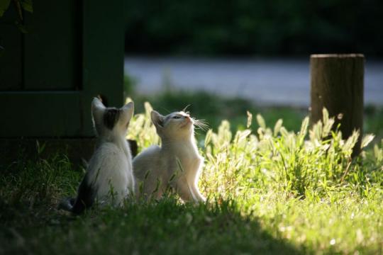 CAROcat2's tweet photo. Surgical Sterilization: Earlier is Better   🐈🐈     
Early-age spay/neuter at or before 5 months of age and pediatric #spay #neuter performed between 6 and 16 weeks of age have significant benefits. 😷😀 #cats #TNR
https://t.co/evp3llZk43 https://t.co/ybb83OB7RQ