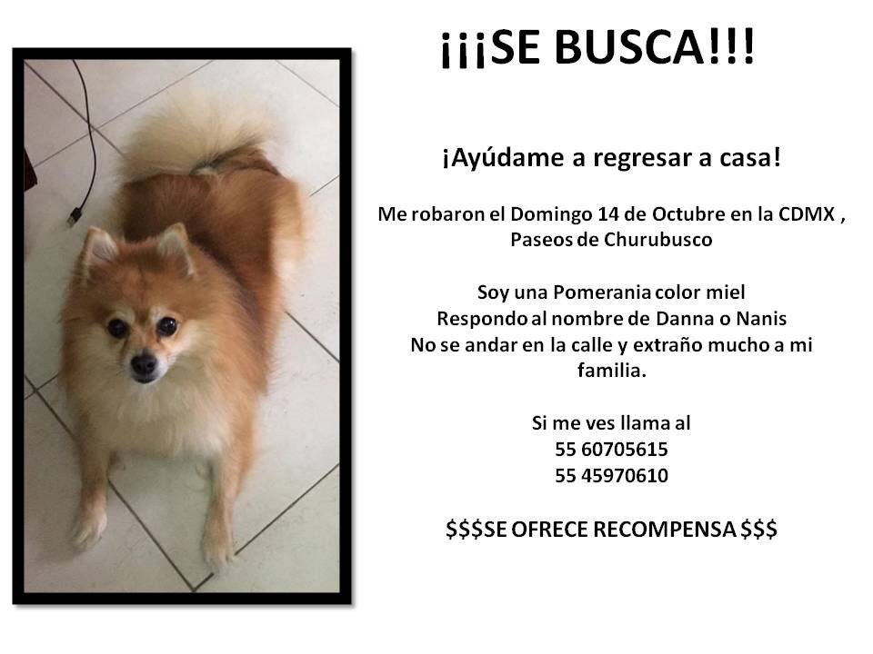 lizzania's tweet photo. #CampañaBuscandoADanna #BuscandoADanna
#Robada #Ayuda #Pomerania  #CDMX
Me ayudan a postear porfavor se la robaron. No saben el dolor y la falta que nos hace 😭💔🐶@Alc_Iztapalapa @yolandandrade @Montserrat33 @BarbieNoblee @eltlacuache40 @yaparate40 @SuavesLomitos @MontseYJoe https://t.co/AEUlZLZmQp