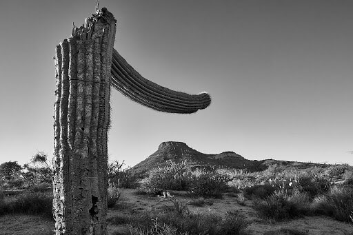 promptbigdata's tweet image. Finally able to get out and enjoy the great #AZ weather! 🌵 (📷 via @64bitbus )