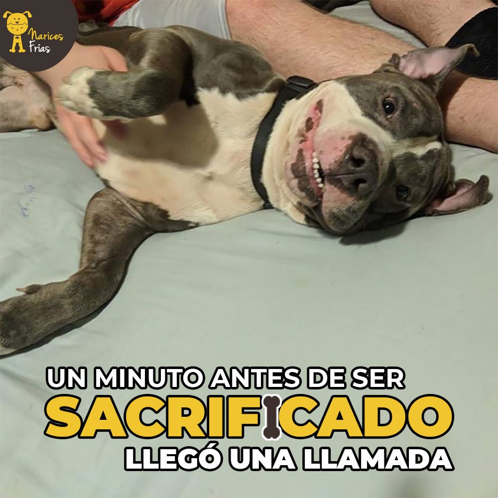 A falta de un minuto para ser sacrificado, una llamada cambió y salvó la vida de Stormy. Una situación familiar llevó a sus exdueños a abandonarlo » bit.ly/salvoSacr