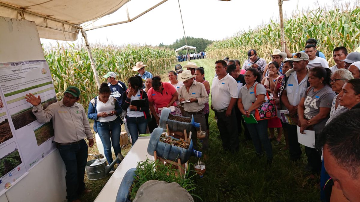 HubPSurCimmyt's tweet image. Jornada de innovaciones tecnologicas frente al cambio climatico se hace referencia sobre la perdida de suelo que se observa cada año durante la epoca de lluvias, y como la AC minimiza este efecto #HubPSur  #Oaxaca @Sedapa_GobOax @Elieter3 @raulanl @ACCIMMYT @alejandromurat
