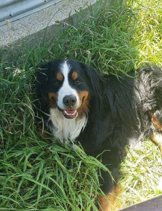 lost bernese mountain dog