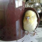 rumpellstinsky how about a nice big hot steaming cup of