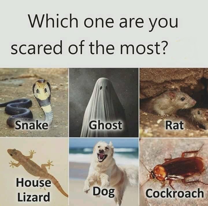 bestebooks_ca's tweet photo. #Halloween - which one of these creepies scares you the most?
#amwriting #writerslife #polls #bestebook https://t.co/T6pasRjh2s