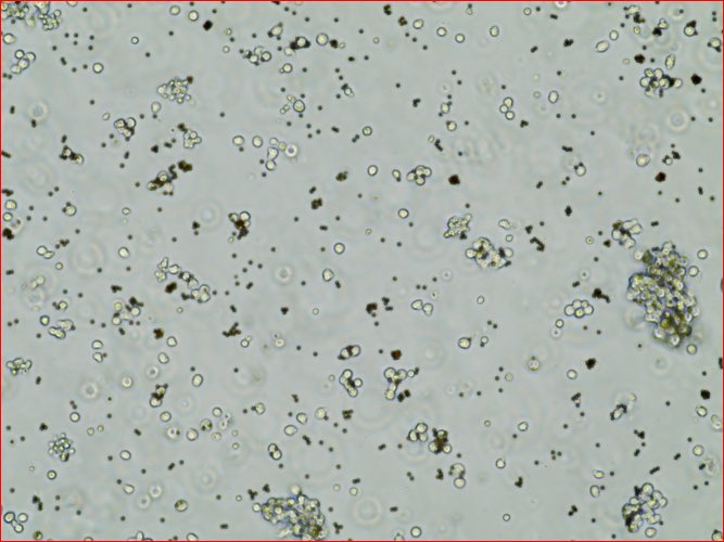 TmunityTx's tweet photo. Our TEN (Tmunity East Norriton) team is doing amazing work. They are growing are first T cells! We hope to manufacture cells for our patients in clinical trials over the forthcoming months and years. Check us out #Tmunity https://t.co/jn5WKHKgCY