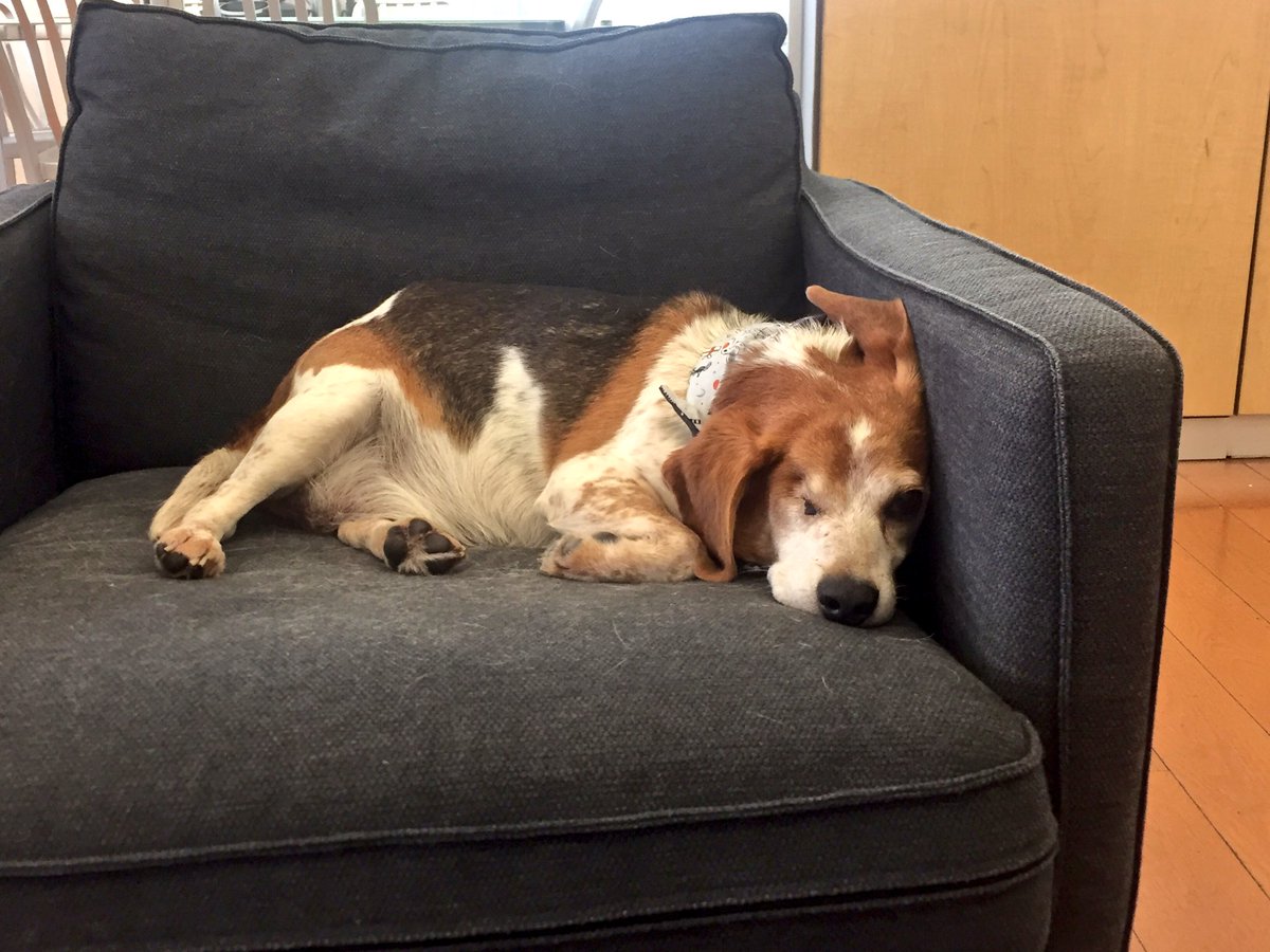 The Dodo On Twitter Telly Really Is The King Of The Couch
