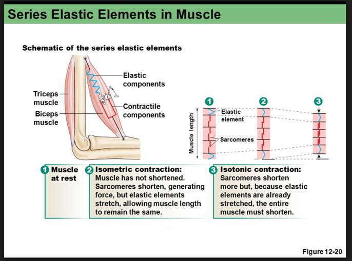 FHSU_ATs's tweet photo. Difference between Series Elastic Component and Contractile Components https://t.co/Oc5yyw8ZYC