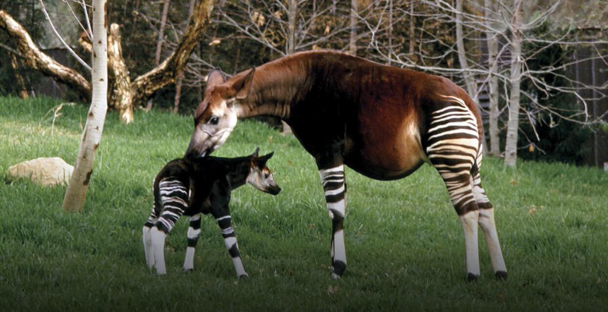 WWFFIIorg's tweet image. … Okapi #WorldOkapiDay …  The Okapi (/oʊˈkɑːpiː/; Okapia johnstoni), also known as the forest giraffe, Congolese giraffe or zebra giraffe … @WWFCAfrica @wnfnederland @WWFUganda @carolaschouten @ADnl @NRC_commentaar @telegraaf @bnrpolitiek @nosnieuws @RTLnieuws @anp @volkskrant