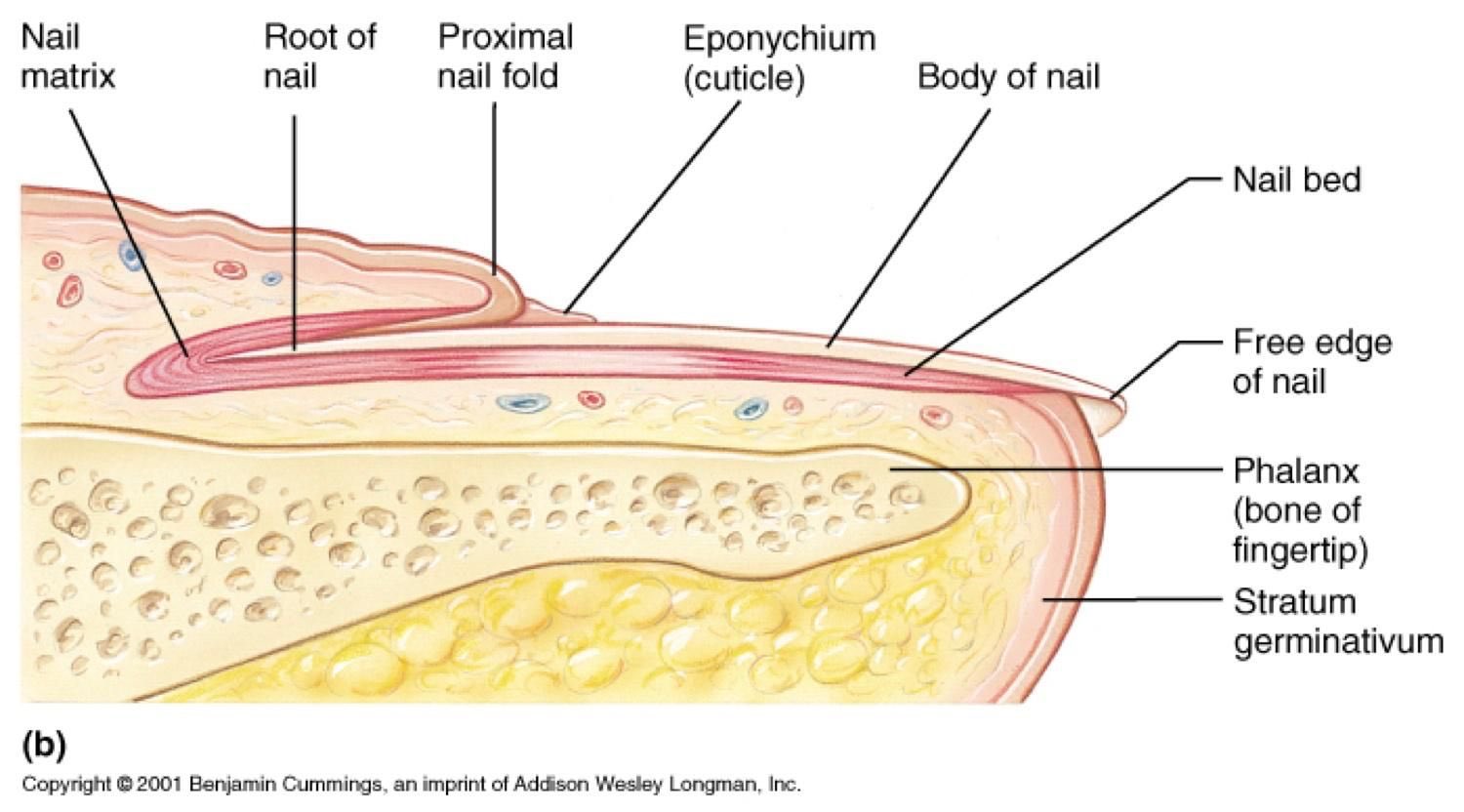 PDF) Nail plate clues to a remote diagnosis