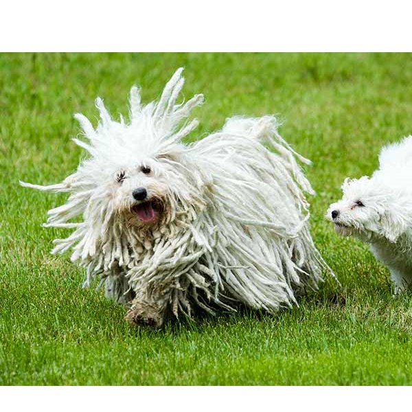 ILoveFluffy2's tweet image. 9 unique and exotic dog breedsyou might not know  ow.ly/r1wh50jrrZP #dogs #cooldogs #raredogs