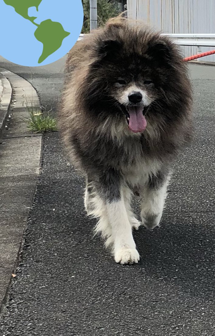 たまこ V Twitter 秋田犬 保護犬 むく毛