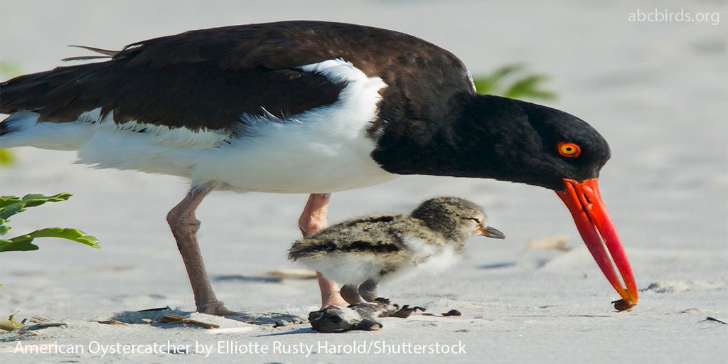 American Bird Conservancy tweet media
