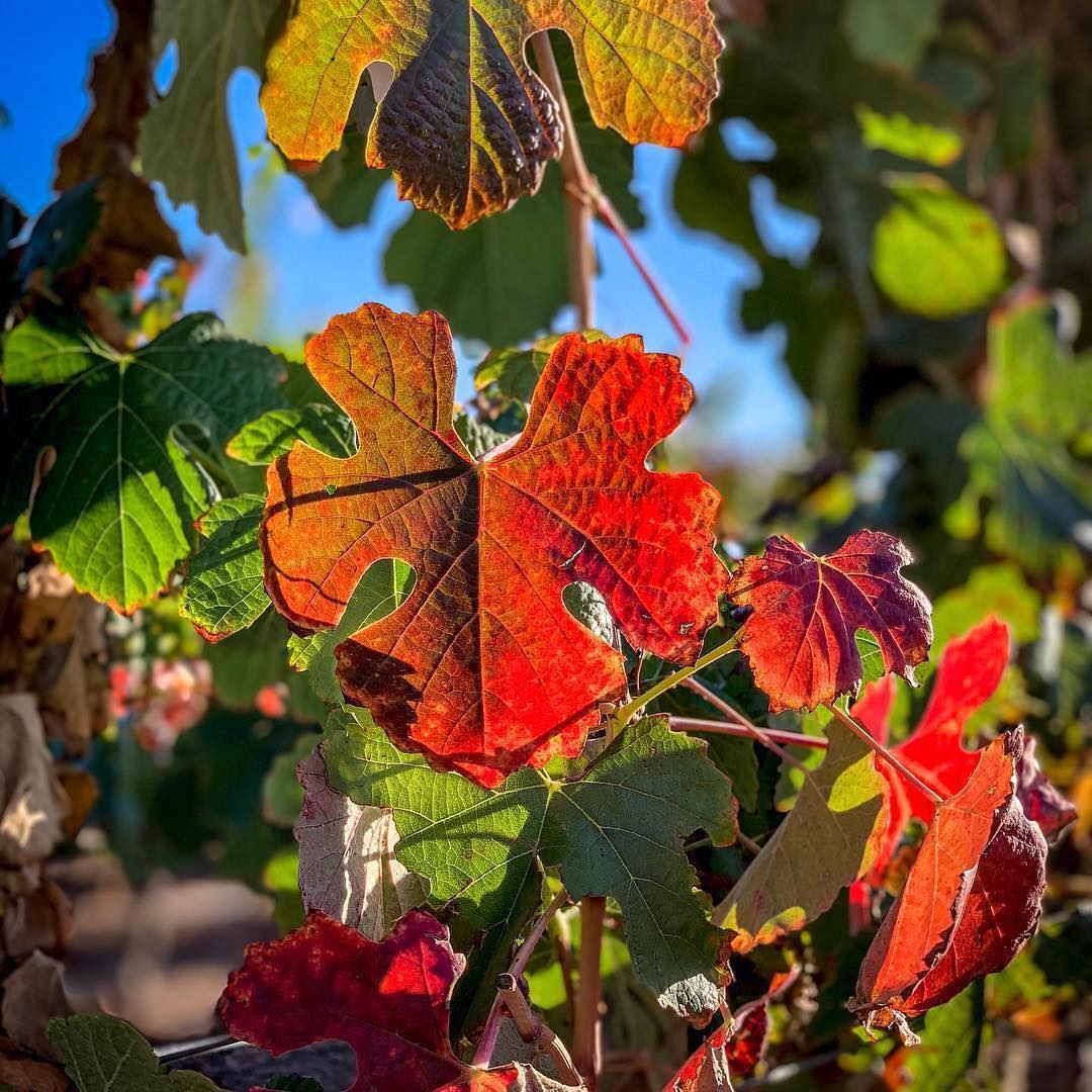 Visit Temecula tweet media