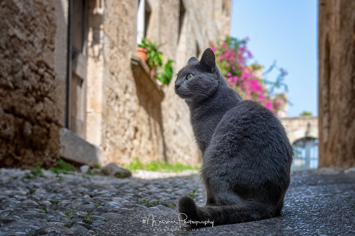 IN THE STREETS OF #RHODES #VisitRhodes #Rhodos #cat #cats #follow #followme #street #Visitgreece #messner #messnerphotography #IloveGreece #grace #greece #streetphotography #old #natgeo #medieval #cityscapephotography #natgeowild #nationalgeographic #oldcity #picoftheday #felin