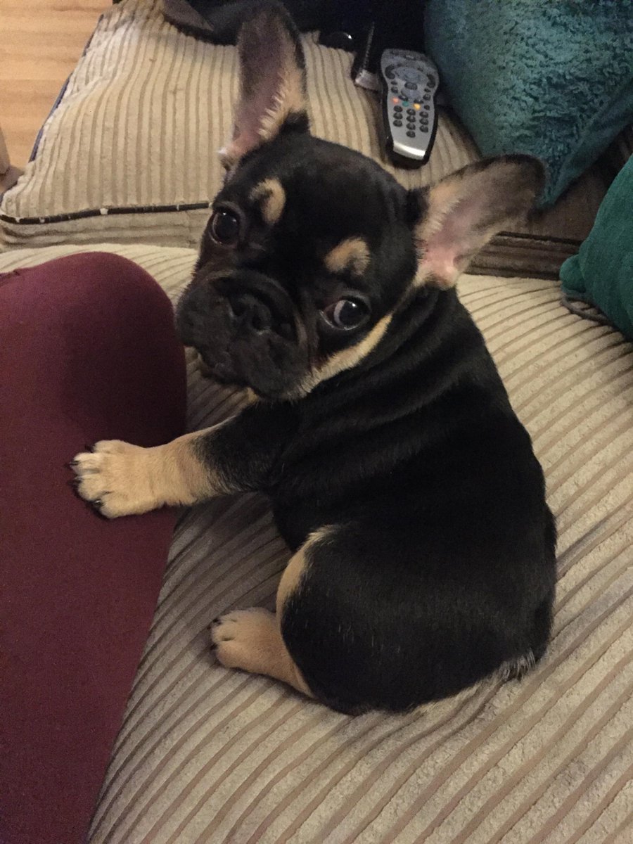 KayleaSmith5's tweet photo. Am I the only person who loves taking pictures of everyone's pets? https://t.co/fMc8S1aLY8