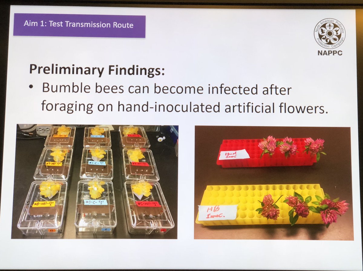 NigelERaine's tweet photo. Interesting research from @SamanthaAlger2 &amp; @alexburnham2000 showing #bumblebees can bee-come infected with viruses from infected flowers in the lab @uvmvermont. Another piece in the #pathogenspillover puzzle. Nice presentation @pollinators #NAPPC #NAPPC2018 #pollinators @USDA https://t.co/VColZu5LxK