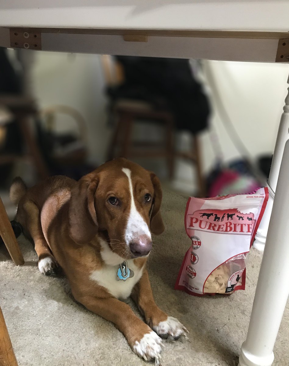 waEMD's tweet image. So, if a dog can get under a table for a few moments, next to dehydrated chicken treats no less, you can, too!

If you don&apos;t have time this morning, do it when you can. (Well, you can eat the treats if you want, but we&apos;d rather you do drop, cover &amp;amp; hold on). 

Good dog! #ShakeOut