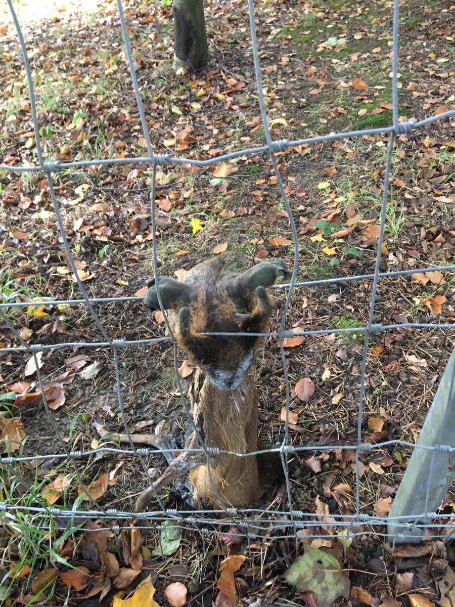 Vulpine123's tweet photo. @Appletonwild @JamesNaturalist @Skull_Bloke @MelanieGbones This Muntjac got its head caught in a fence and probably suffocated. Never seen this before. https://t.co/qYVDX6Pv3Q