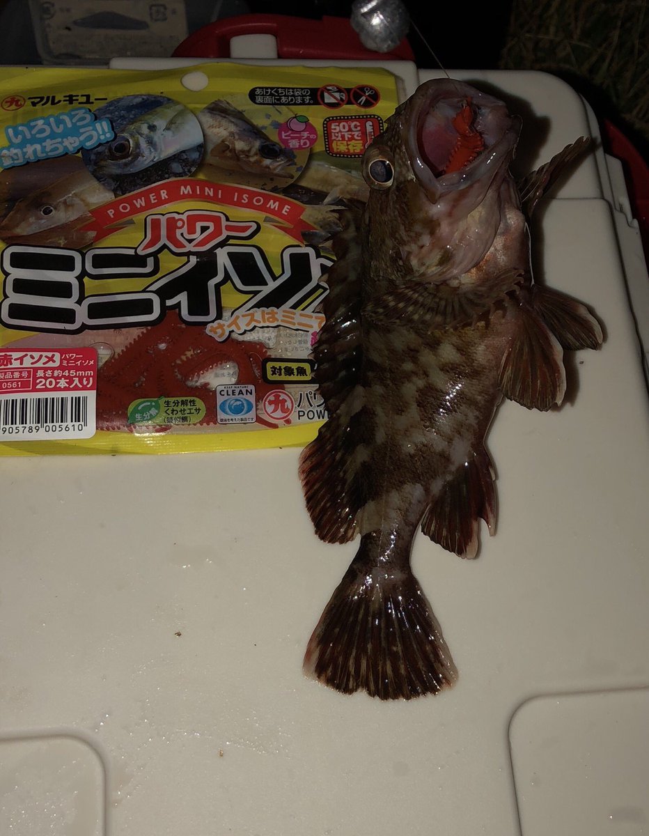 パワーイソメ パワーイソメ