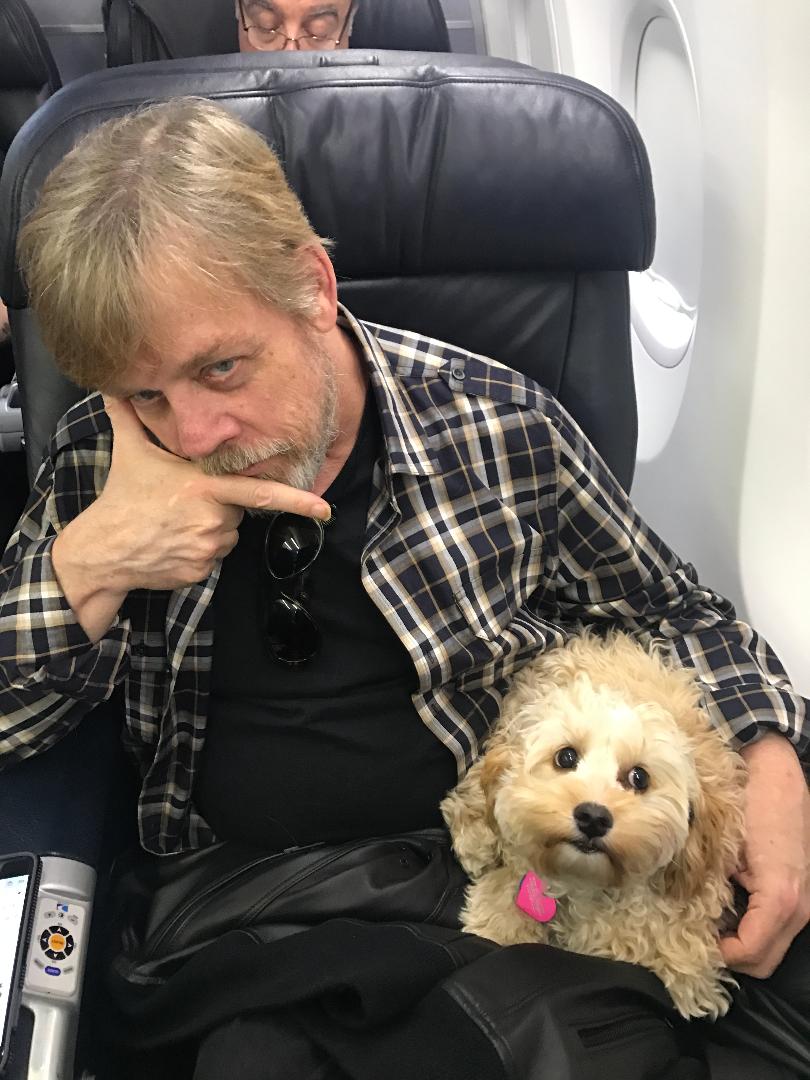 Mark Hamill (@HamillHimself) on Twitter photo 2018-10-18 16:53:05 1) Its this ones 2nd Birthday 2) Her name is Mabel 3) Shes celebrating it with Millie in beautiful Prague 4) She likes pictures of other dogs so I included this pup-montage This tweet is her only present this year so please like it, as she suffers from low self-esteem ππΆ! 1) Its this ones 2nd Birthday 2) Her name is Mabel 3) Shes celebrating it with Millie in beautiful Prague 4) She likes pictures of other dogs so I included this pup-montage This tweet is her only present this year so please like it, as she suffers from low self-esteem ππΆ!
