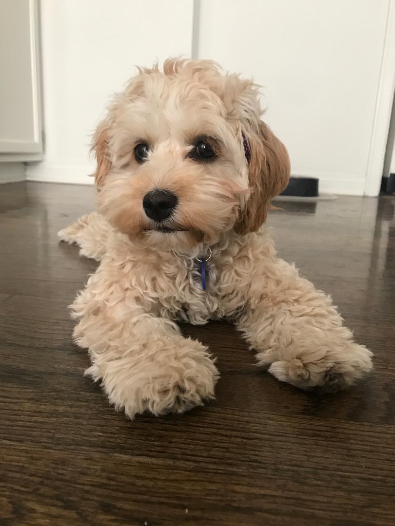 MarkHamill's tweet image. 1) It's this one's 2nd Birthday
2) Her name is Mabel
3) She's celebrating it with Millie in beautiful Prague
4) She likes pictures of other dogs so I included this pup-montage
This tweet is her only present this year so please "like" it, as she suffers from low self-esteem
🎂🐶!